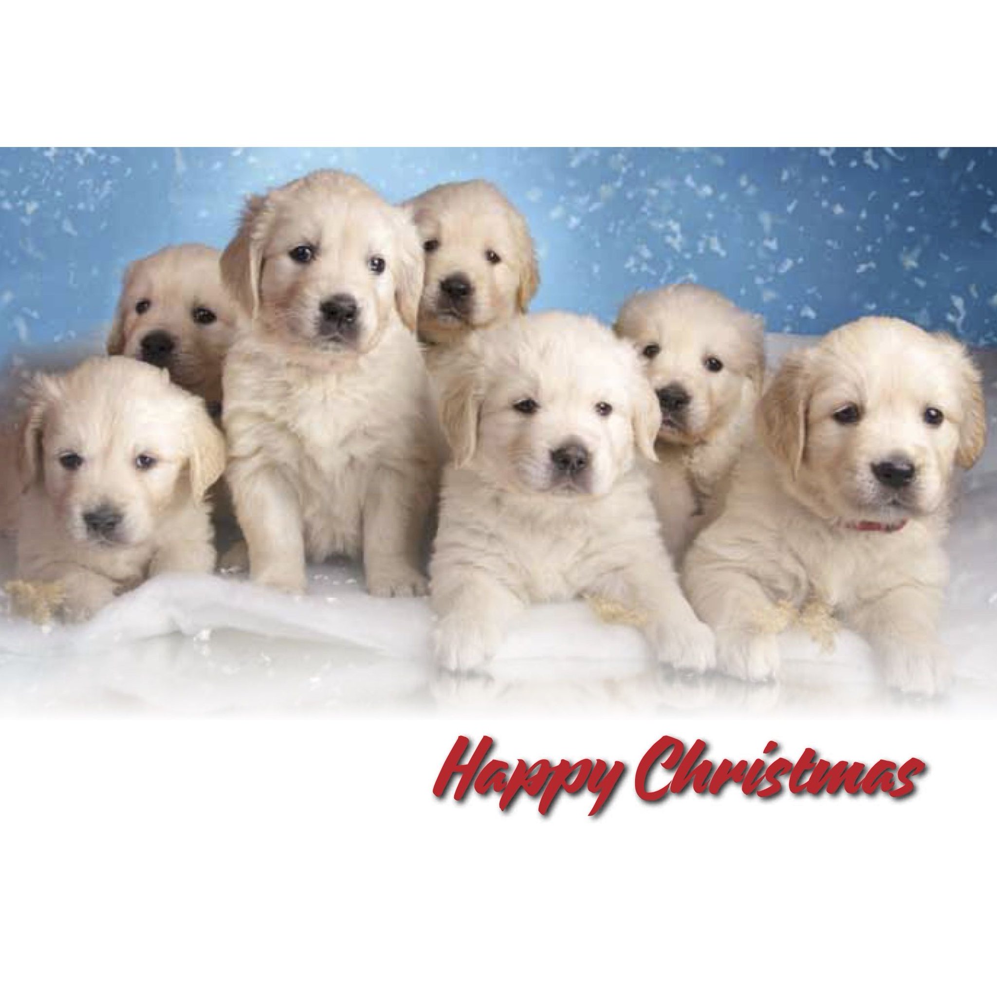 irish guide dogs shop