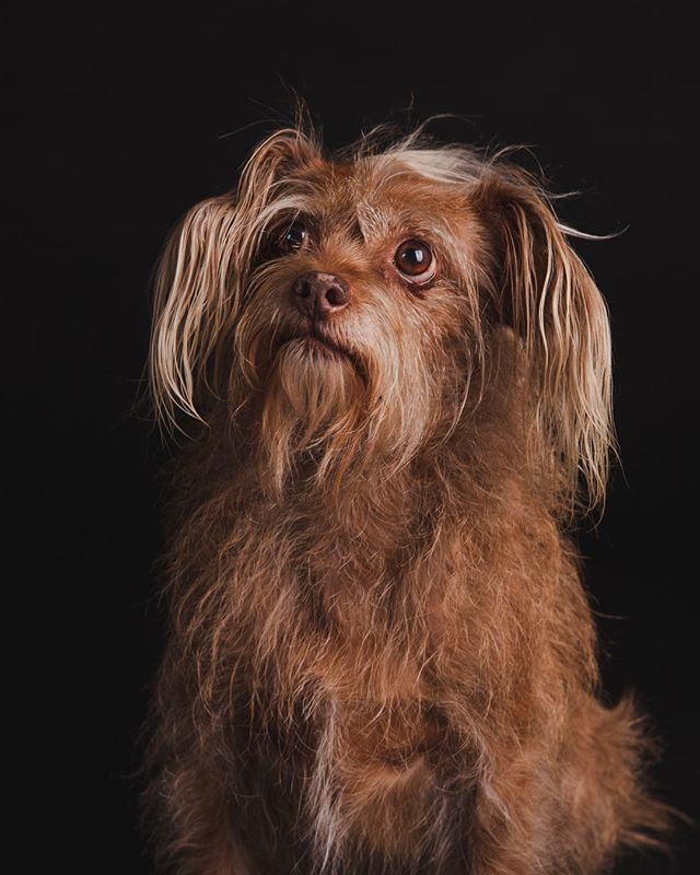 petsbysorrell's tweet photo. Miles❤️
.
.
.
#petsbysorrell #profotoglobal #dogsofinstagram #dogphotographer #petportrait #puppylove #puppydogeyes #studiophotography #eyes #cutedogs #canonphotography #canonusa #portraitphotography #portraitlighting #losangeles #dogsoflosangeles #holi… https://t.co/G18Fb1xq4k https://t.co/7Ky0ybKV33