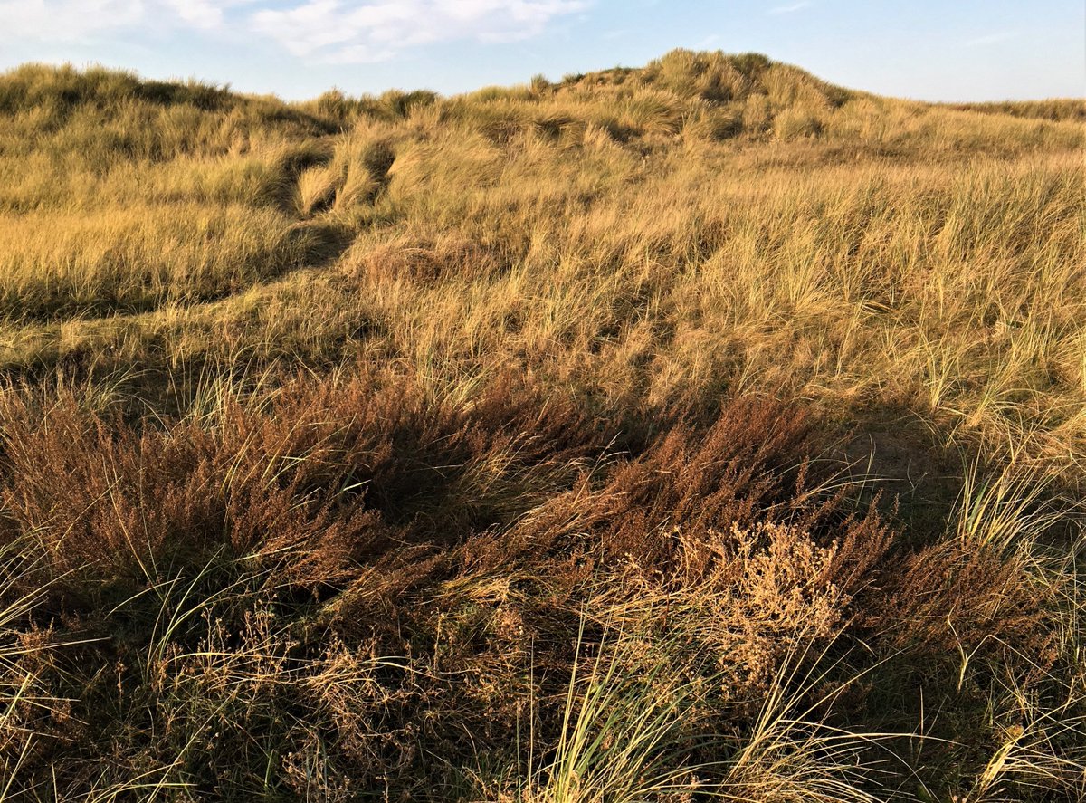 Roger_TL45Y's tweet photo. @BSBIbotany After #BSBIExhibitionMeeting went to Crosby Coastal Park this morning to find a very exciting brown patch: Artemisia campestris ssp. maritima. #Stace3 better as sp. A. crithmifolia? See Linneus Species plantarum p 846 if your Latin's good https://t.co/0SfXkvI6M0 https://t.co/p1DAFlb9wz