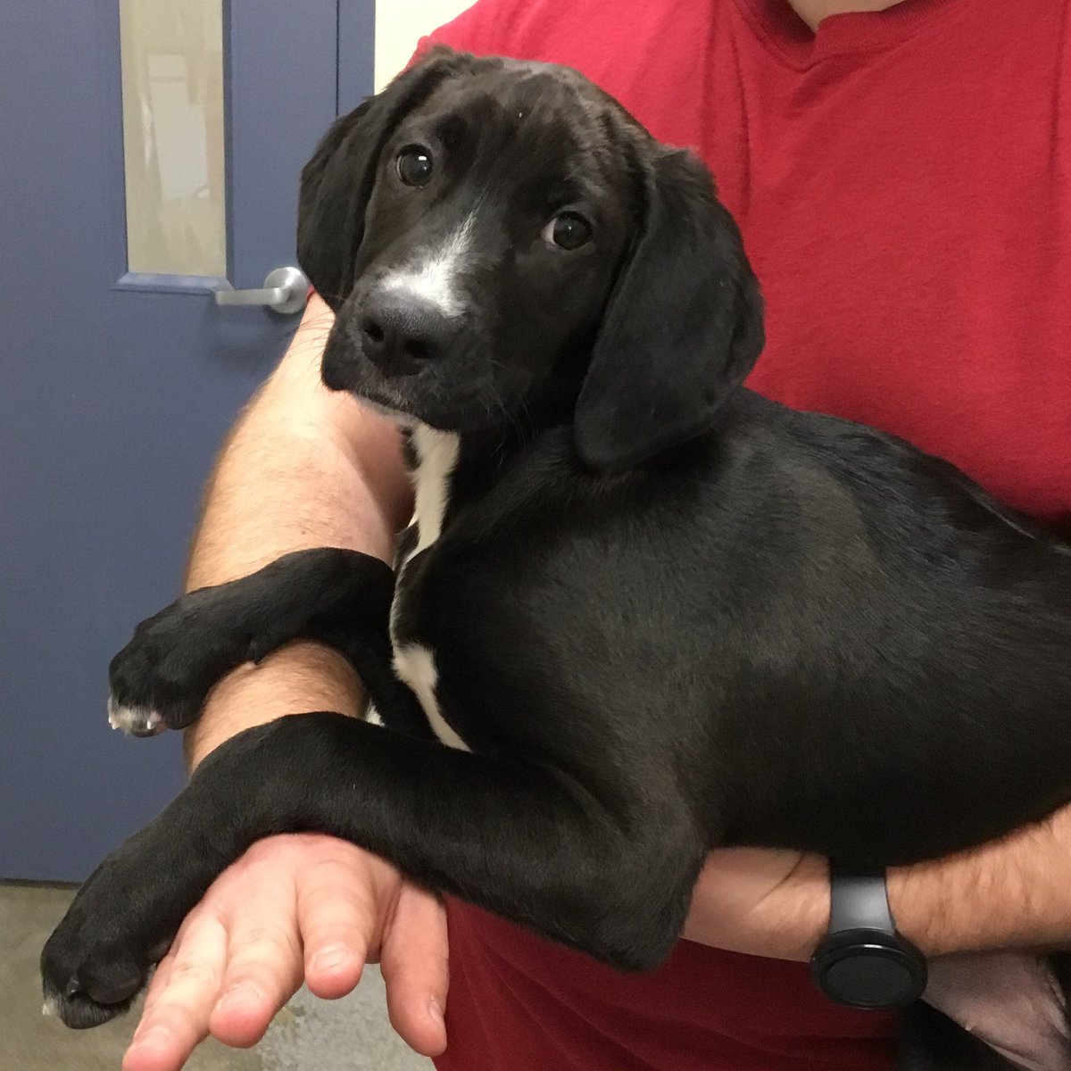 Rajah On Twitter Meet Khqa Pet Of The Week Noel Is A 4 Month Rajah On Twitter Meet Khqa Pet Of