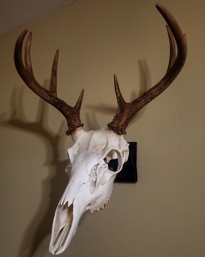 jasonswingen's tweet photo. Finished up the European mount on this year's whitetail!
#bowhunting #whitetail #8pt #europeanmount #minnesota #outdoornews https://t.co/XKSar1Q6EY