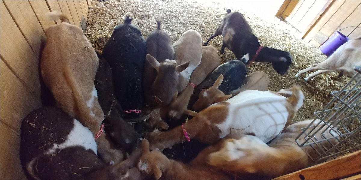 hellohahanarf's tweet photo. Twitter, meet Faith. She has a twin sister named Hope and I love them both. I also love Pete. He kissed my cheek, more than once. (Let's be honest, I love the entire herd.) Today was a really good day.
#smalltownCT https://t.co/3A6hclstwJ