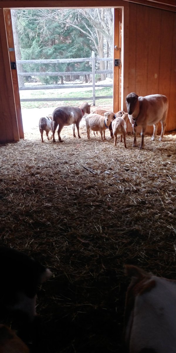 hellohahanarf's tweet photo. Twitter, meet Faith. She has a twin sister named Hope and I love them both. I also love Pete. He kissed my cheek, more than once. (Let's be honest, I love the entire herd.) Today was a really good day.
#smalltownCT https://t.co/3A6hclstwJ