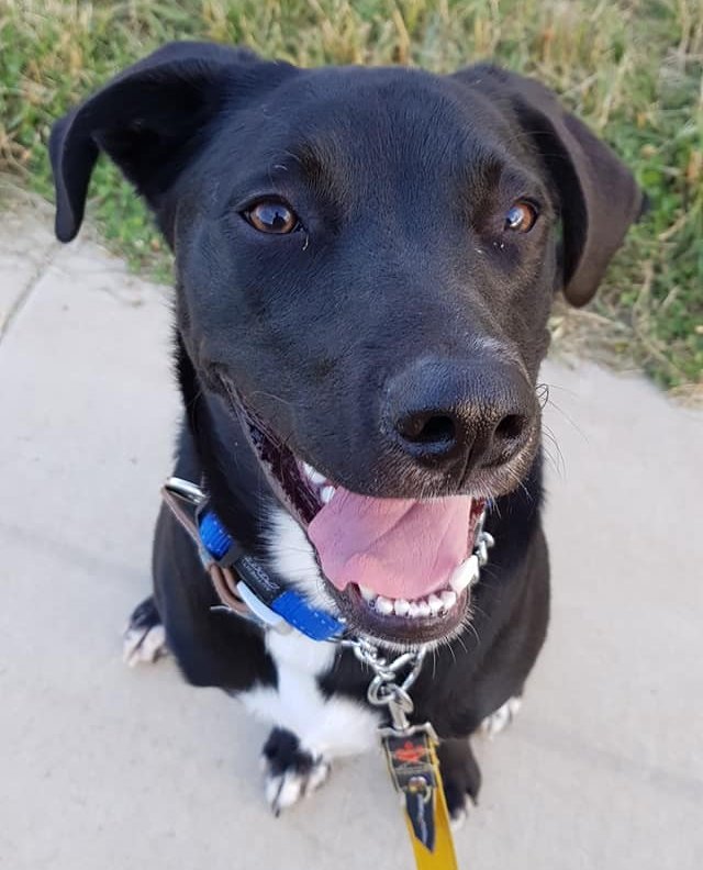 4lyfe_rescue's tweet photo. Happy Monday!  Give Hugo a ❤ or share to help him find his forever home

Hugo's Adoption Profile - https://t.co/KFfaOzrEDT
#Hugo4Lyfe #AdoptMe #AdoptDontShop #DogsOfCanberra #HeWillLoveYou4Lyfe https://t.co/o7ijpj9GCC