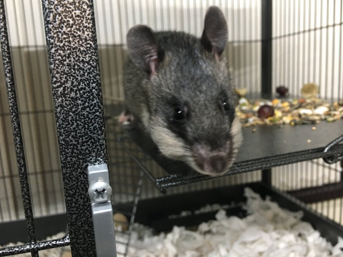 ActingAnimals's tweet photo. Pouchie takes a break during #AnimalTraining session #actingAnimal #AnimalActors #HeroRats https://t.co/ssBCjKC6FR