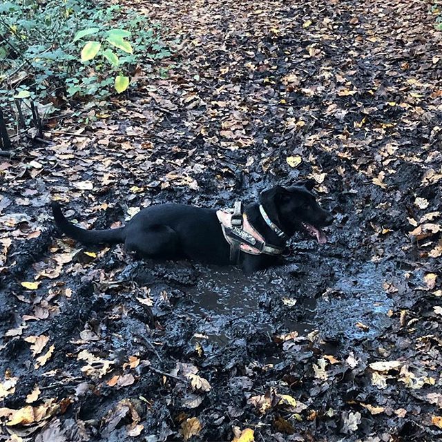 Baz_k's tweet photo. She just canβt help herself, every single puddle needs to be wallowed in! #Puppy #Mud #FunWalks https://t.co/PRQi7f1z7I https://t.co/qxO1obHZDC