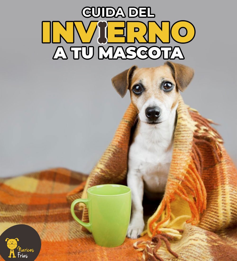 Para los peludos del hogar, esta es una época de cambios en su rutina. Te explicamos cinco cosas que debes tomar en cuenta para que ellos vivan felices en los meses más fríos del año » bit.ly/invierMscota