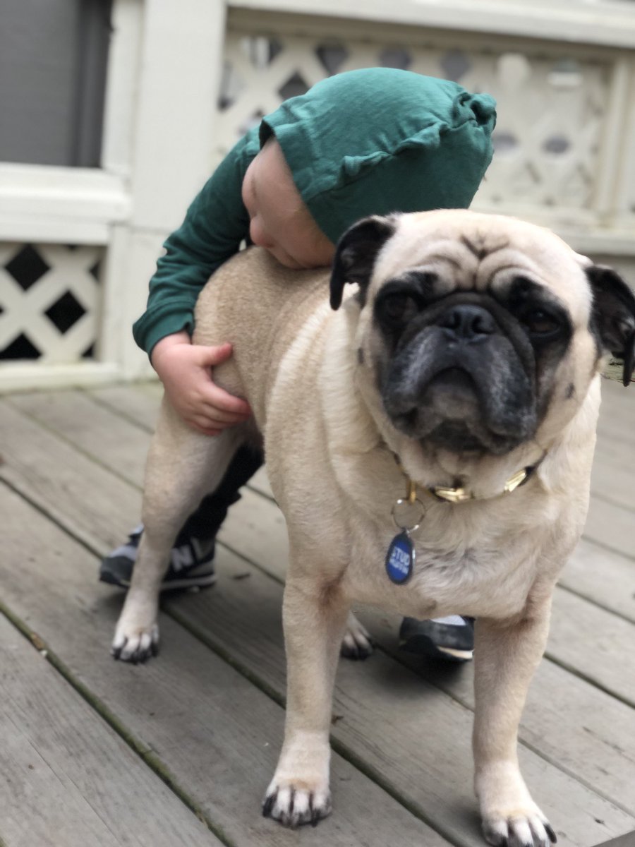 axlrunningpug's tweet photo. Awwww 💚 #PugsAndToddlers #SundayFunday https://t.co/WWRV7hRXiW