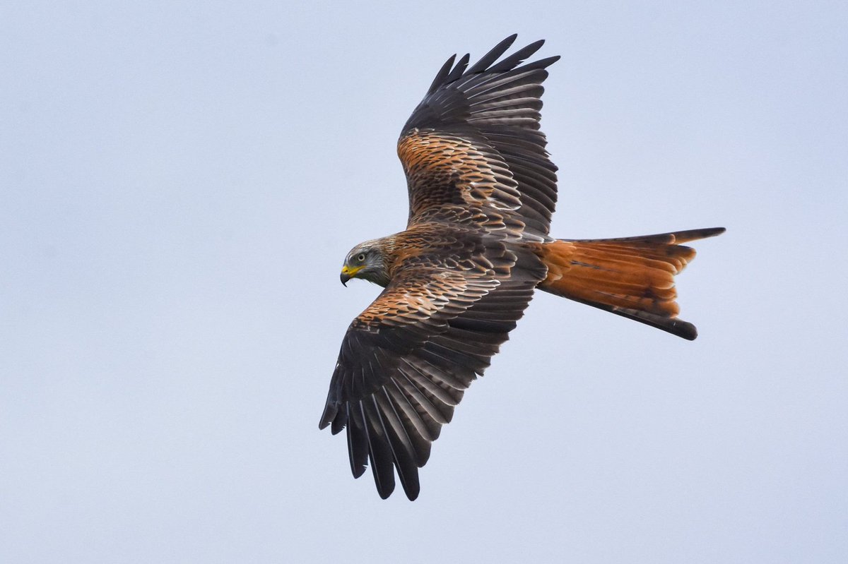 M_campbellphoto's tweet photo. Amazing plumage of the Red Kite, Dumfries &amp; Galloway, @BBCEarth @VisitScotland  @nature_scot @ScotlandTBP @WildaboutScot @RSPBDandG @wildscotland @FoEScot @ScotOutdoors @RSPBGlasgow #Bellymackhillfarm @gallowayforest https://t.co/ejUF5BmBQ4