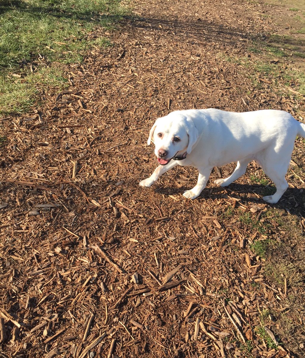 💕....I will always lean my heart as close to your soul as I can💫❤️🐾happy Sunday friends - we hope your weekend had been filled with rest! 💜🍃🕊💗#SundayThoughts #LoveAndGratitude