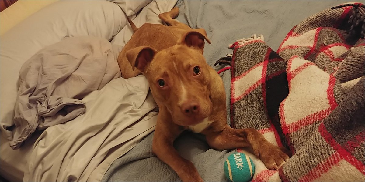 imapitbull's tweet photo. This is Rusty. We just adopted him from the animal shelter. He is 6 months old and had been at the shelter for 2 months. Without a doubt, he is adjusting to his new permanent home very well. He's full of energy &amp; he plays well with others &amp; even adjusting to cats.... https://t.co/yrEkmXGvDt
