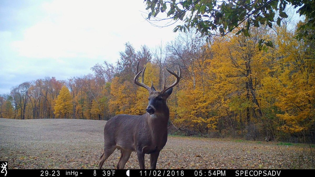 Fall colors at their finest and a big buck to make the view that much better!

#browningcameras #youvegottoseethis #trailcameras #deerhunting #whitetail #trailcampics