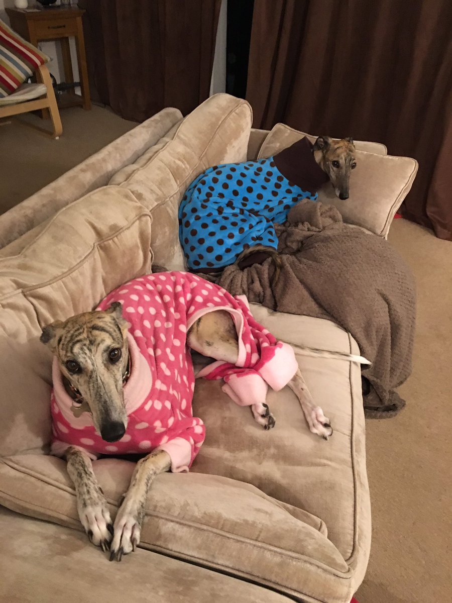 GreyhoundRayna's tweet photo. Here’s me and my brother @FreddieTheGrey modelling our beautiful PJ’s! #CheekyCheeky https://t.co/yqrpqV7dRy