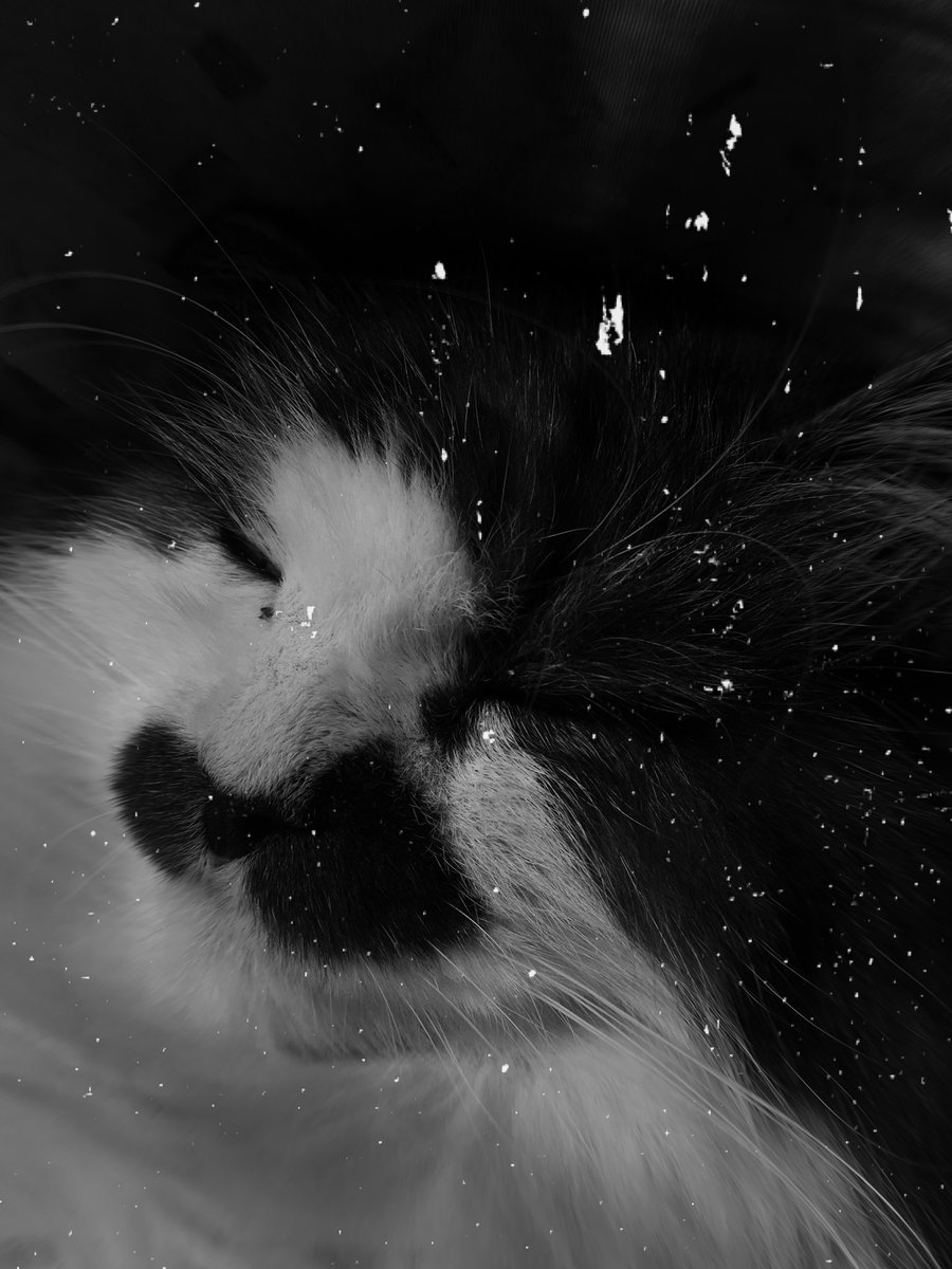 0c_r2's tweet photo. Acho mi gato es precioso https://t.co/YHo9VKGlpr