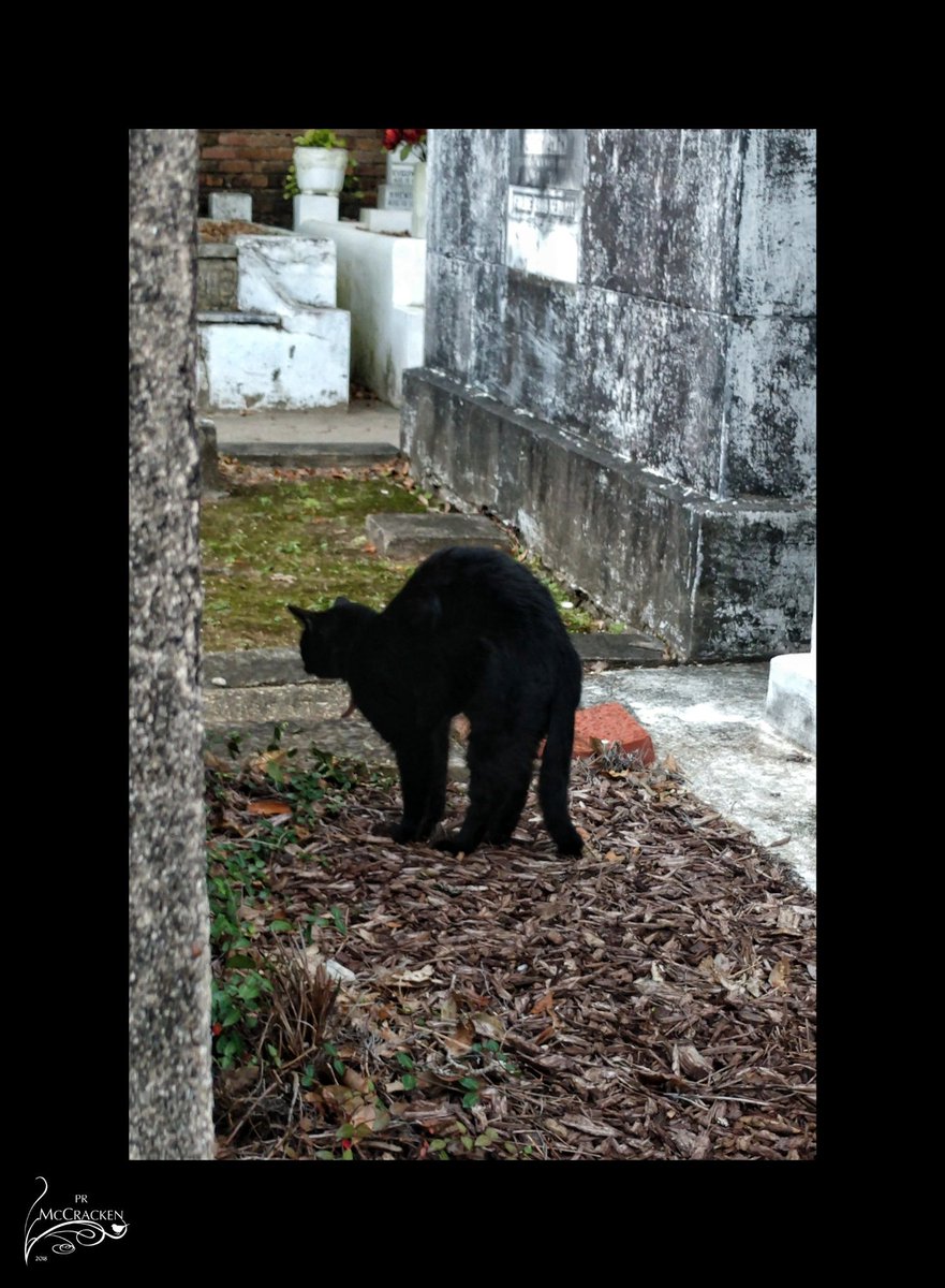 #lafayettecemetery #nola 
Crows and black cats!