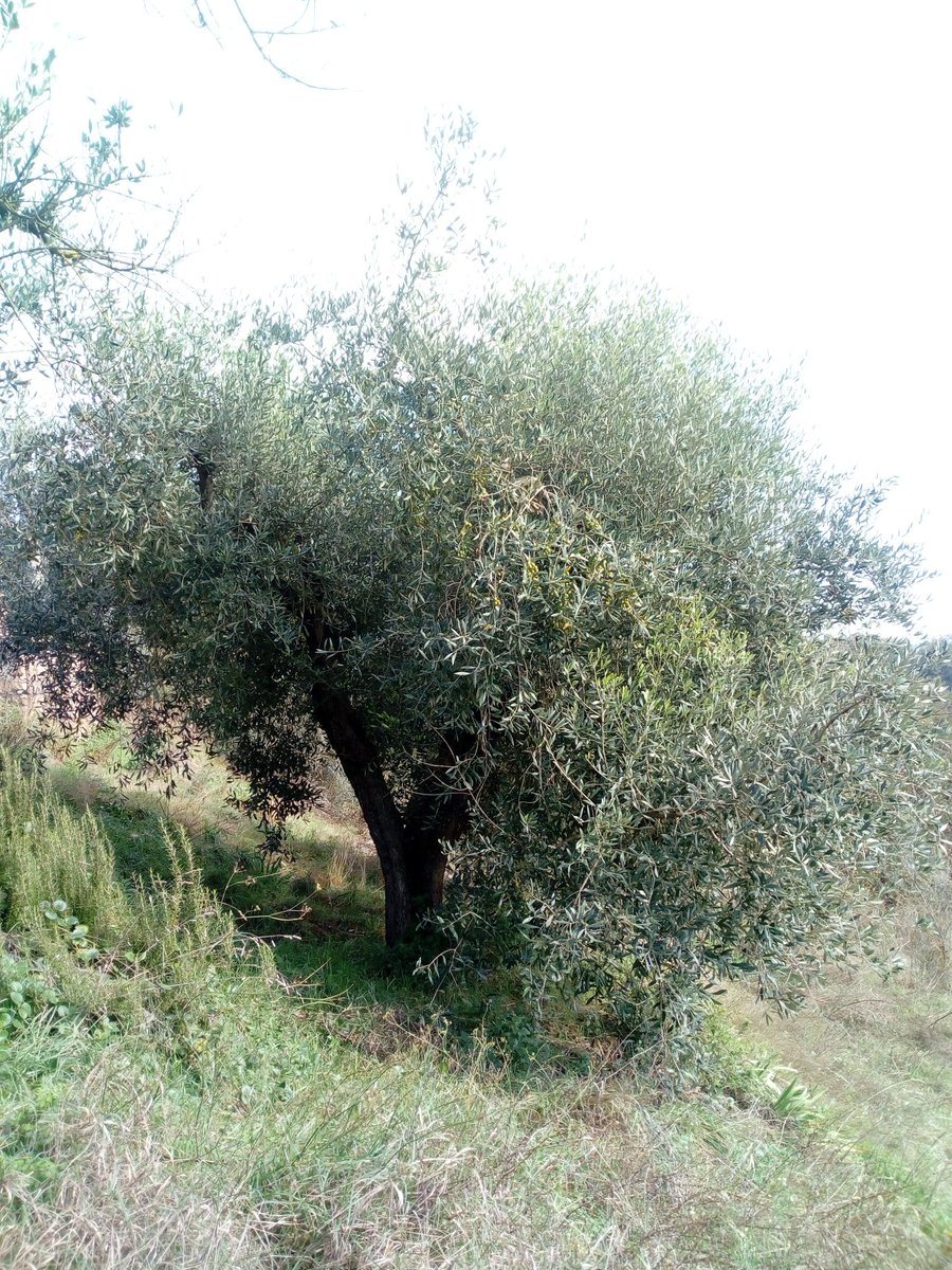 GioveStarlight's tweet photo. Concluso il censimento dei nostri alberi:
48 olivi
3 noci
2 noccioli
2 fichi
Tutti ovviamente da potare
#starlight_giove #Umbria #olivo #noce #nocciolo #fico #potature https://t.co/ubhnHSyEDs