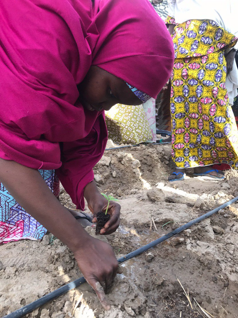 Abubakarjarawa's tweet photo. As Borno State is hit by the ravages of insurgency, the state government under the leadership of HE Govr Kashim see it as most to help its people through agriculture, by boosting its economy through irrigation; it supported it pple by distributing 1k drip irrigation kits. https://t.co/8M4ngMsAAB