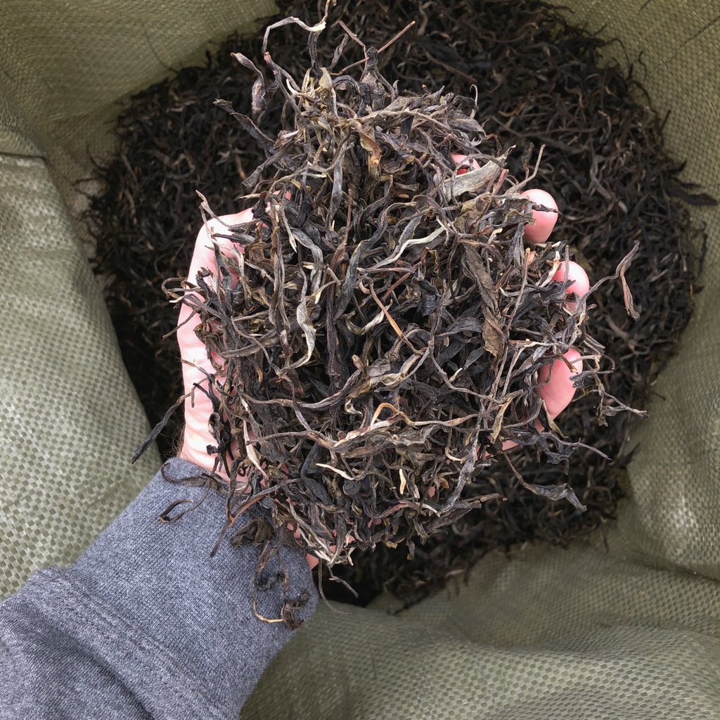 white2tea's tweet photo. #maochamonday in #menghai https://t.co/DymYPzVfzr