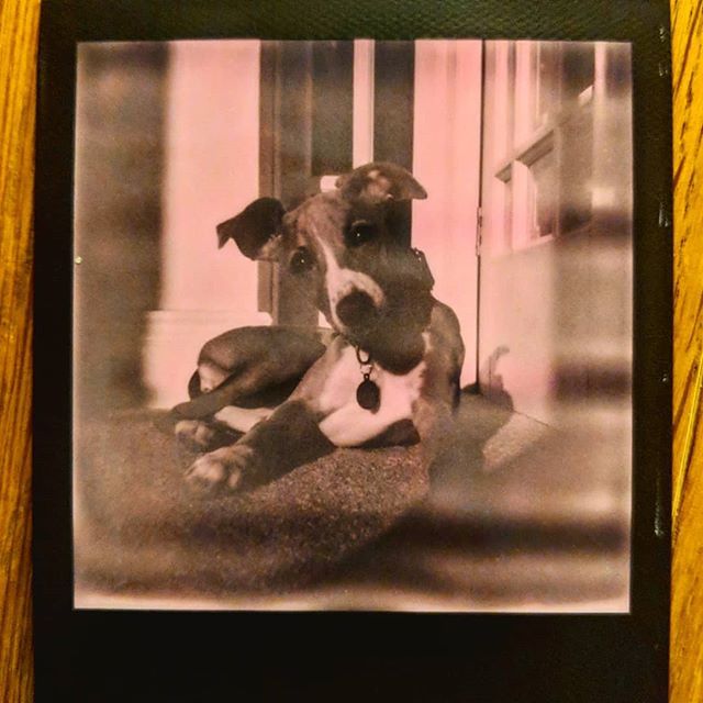 ThePixelist's tweet photo. The Polaroid pup.

@olive_whippet

#whippet #dogsofinstagram #polaroid #puppy #whippetsofinstagram https://t.co/d948cvk7FG