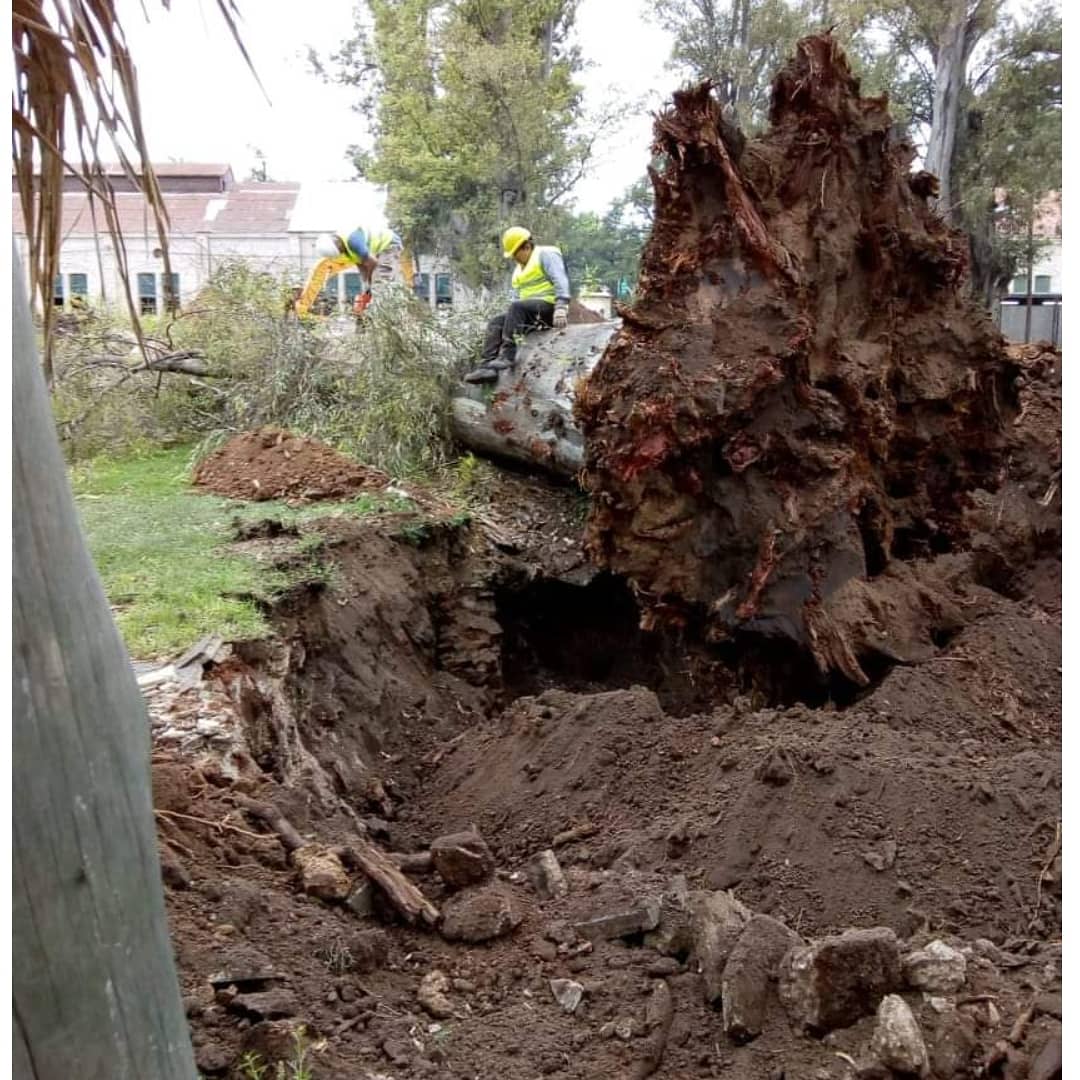 NuestrosArboles's tweet photo. Basta de Tala Indiscriminada por intereses financieros! @MonicaFein y @MiguelLifschitz responsables de este #genocidioambiental https://t.co/J9Su5Jslk2