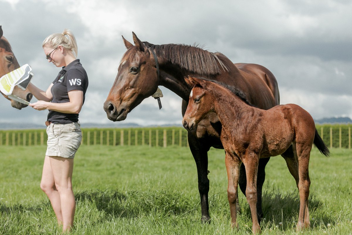 WaikatoStud's tweet photo. Dual Group One winner Legs and her filly by Savabeel waiting patiently to see if they have made "the list" #FoalPhotos #FunWithFoals https://t.co/cwi9gC0Ydo