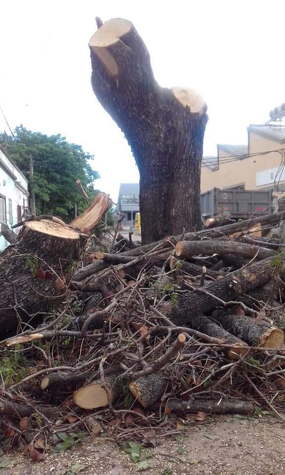 NuestrosArboles's tweet photo. Esto es La Sexta donde estan desalojando y arrancando arboles el gobierno de @MonicaFein y @MiguelLifschitz #genocidioambiental #rosario https://t.co/zPtEmqAf8p