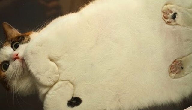 Erika_Saccone's tweet photo. looking at photos taken of cats on glass tables will forever bring me joy https://t.co/vMHOlf55Ef