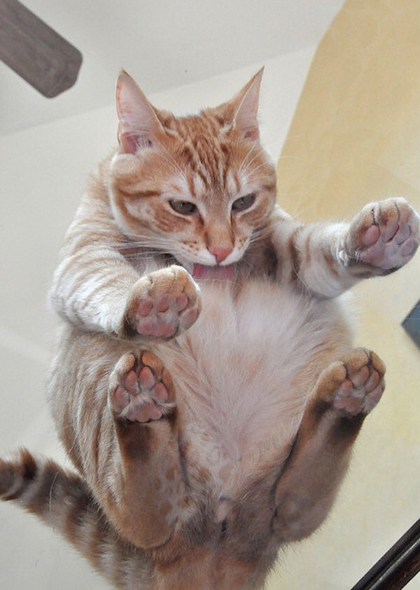 Erika_Saccone's tweet photo. looking at photos taken of cats on glass tables will forever bring me joy https://t.co/vMHOlf55Ef