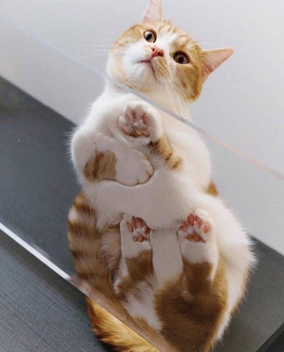 looking at photos taken of cats on glass tables will forever bring me joy