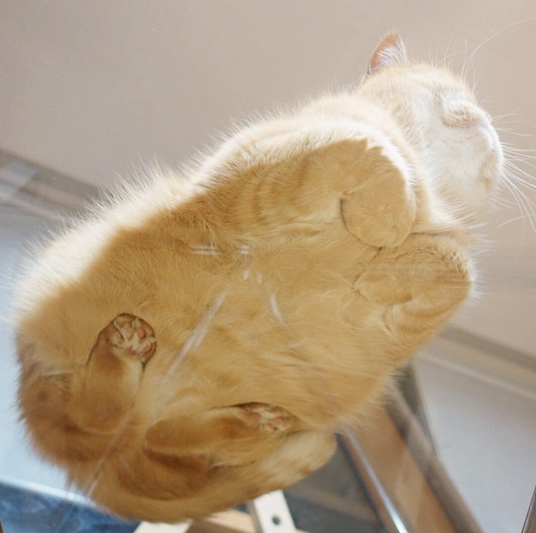 Erika_Saccone's tweet photo. looking at photos taken of cats on glass tables will forever bring me joy https://t.co/vMHOlf55Ef