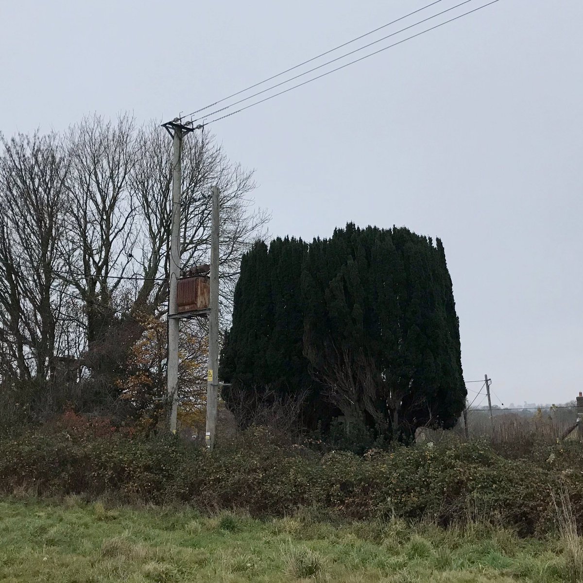 Field. West Stafford, Dorset. 2018. #landscape #pilon #bush #field #autumn #winter