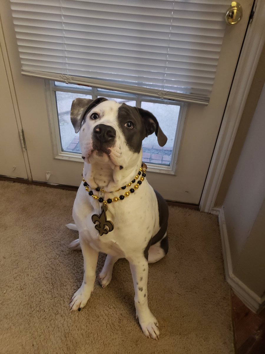 gataylor33's tweet photo. A'za says GEAUX SAINTS!!!!! https://t.co/rw3BF696FD