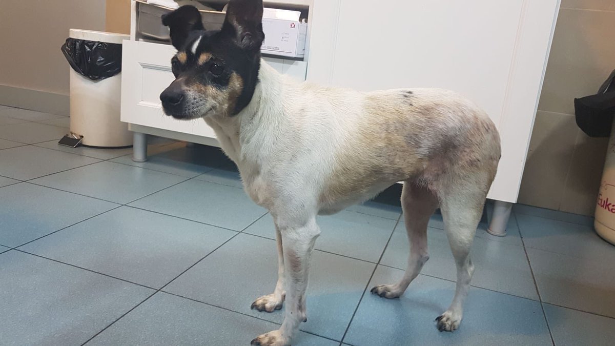 Una chica de la uní acaba de recogerla de la calle y no puede tenerla porque vive de alquiler 😢 Dice que es súper buena pero que si no la coge una protectora o alguien, la tendrá que llevar mañana al albergue insular 🙁
ADOPTA 🙏🏽♥️💖
