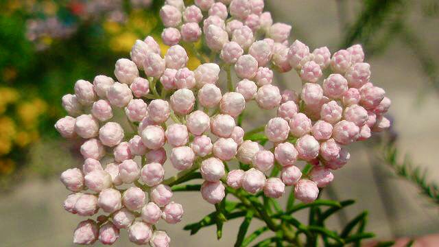 Twitter 上的 もも おはようございます 11 19誕生花 ライスフラワー 花言葉 豊かな実り 別名オゾタムヌス 花期は春 蕾を楽しむ珍しい花でラベンダーのような爽やかな香りがしてドライにも 挙式の時のライスシャワーには子宝に恵まれますように 食べ物に困り