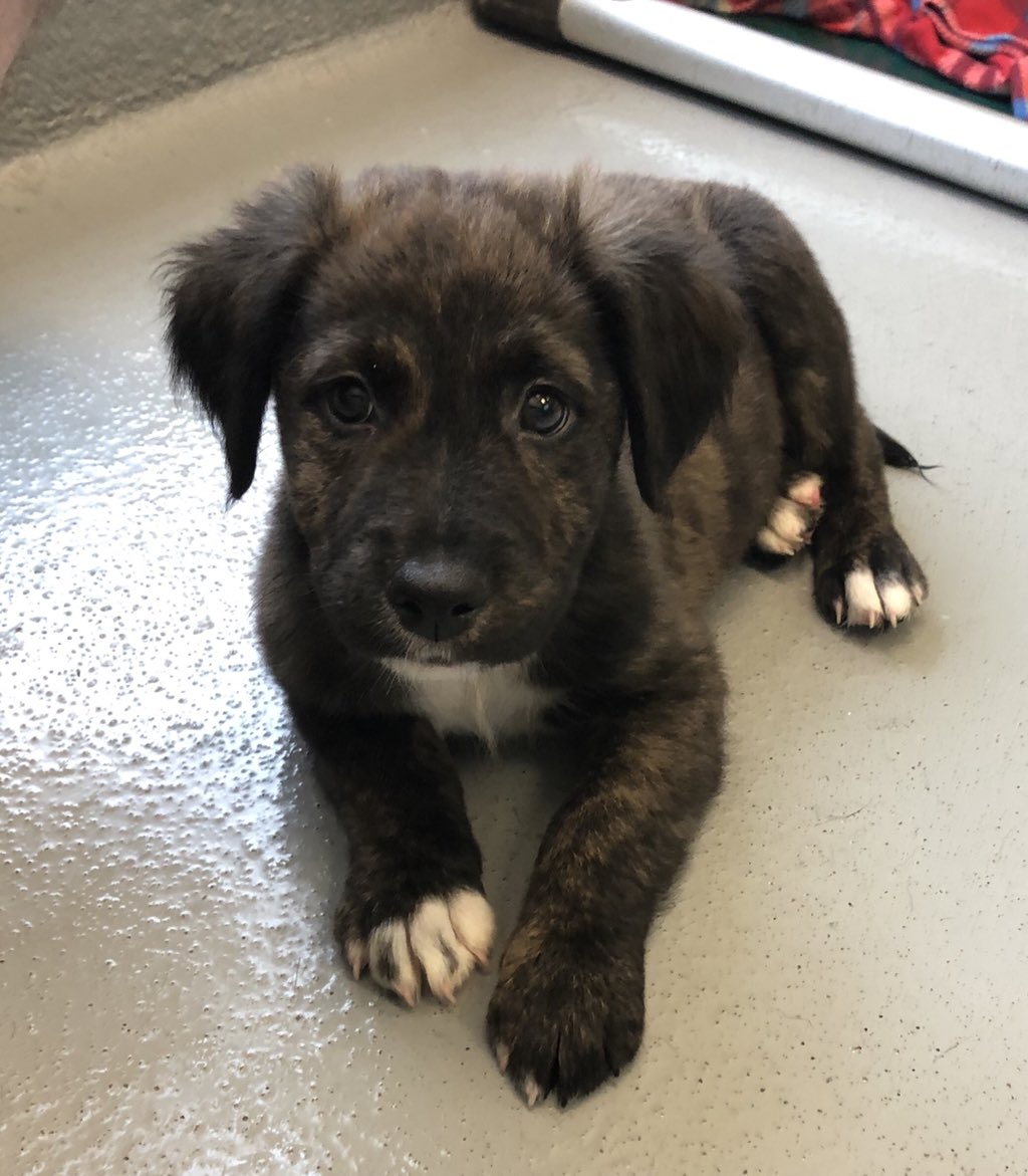 clark_gasm's tweet photo. #ItsBeginningToLookAlotLike I adopted a new puppy from the shelter! 🐶 https://t.co/kvSDxiHjOm