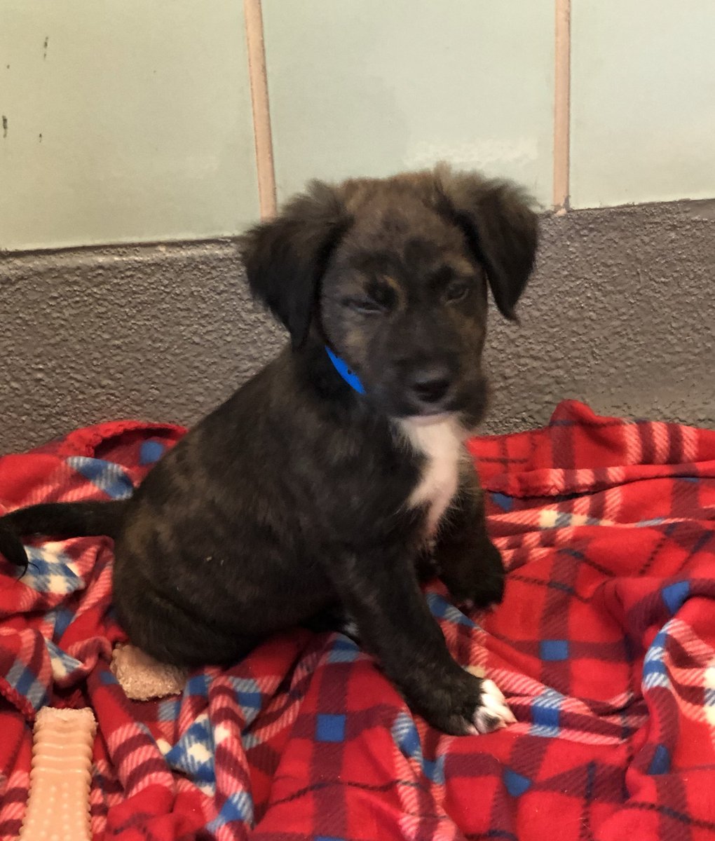 clark_gasm's tweet photo. #ItsBeginningToLookAlotLike I adopted a new puppy from the shelter! 🐶 https://t.co/kvSDxiHjOm