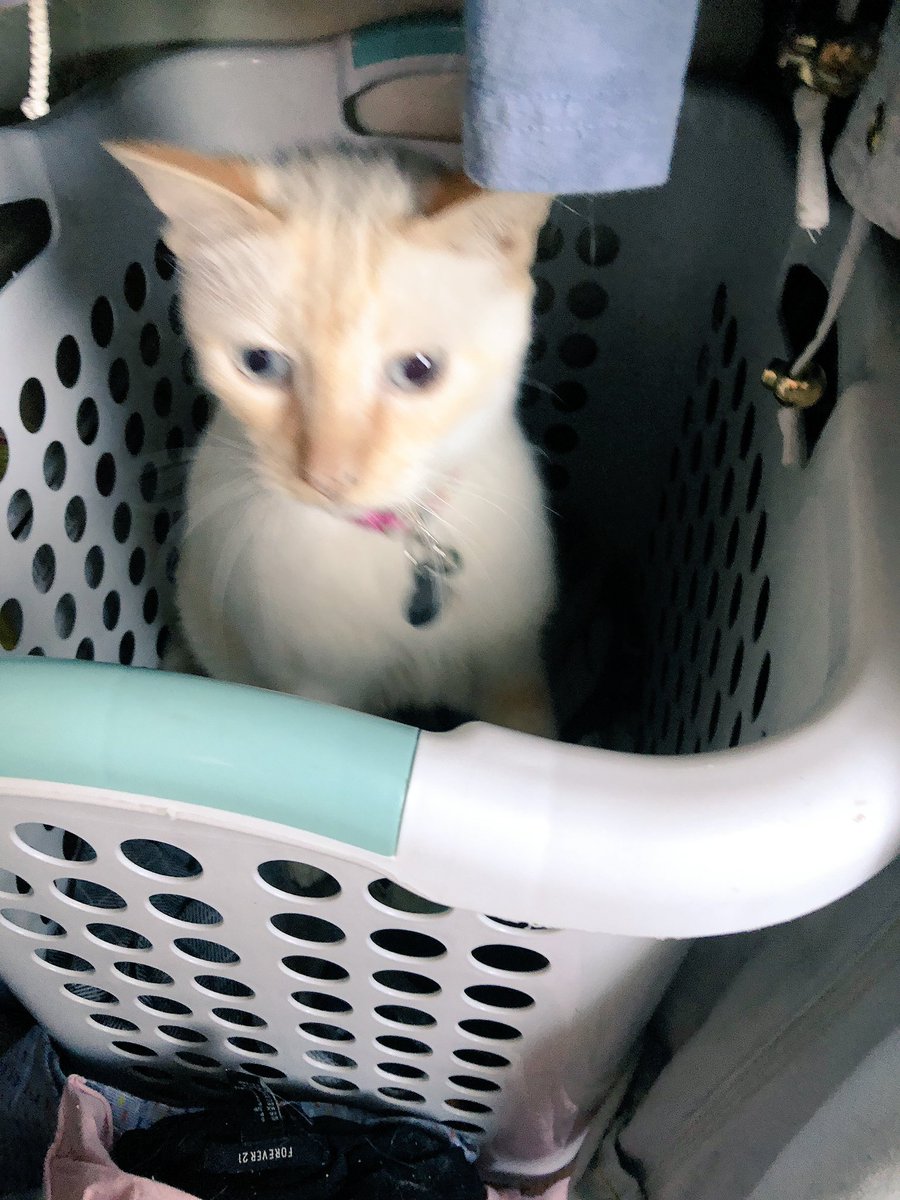 peepee the cat tweet media