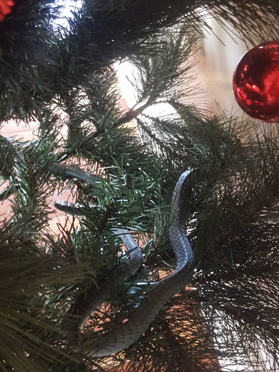 WayneAlderton's tweet photo. haha merry Xmas from this gorgeous blue phase green tree snake who is heavily gravid ( meaning ready to lay eggs or lives ) I put her in our Xmas tree before i released her ❤ https://t.co/9sQPwaTaAT