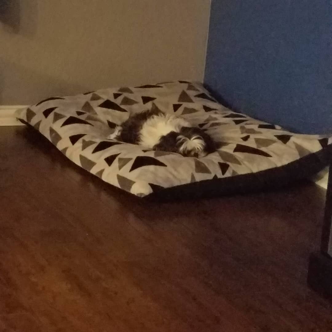 Our Maddie missing her fur brother who went OTRB 3 hours ago