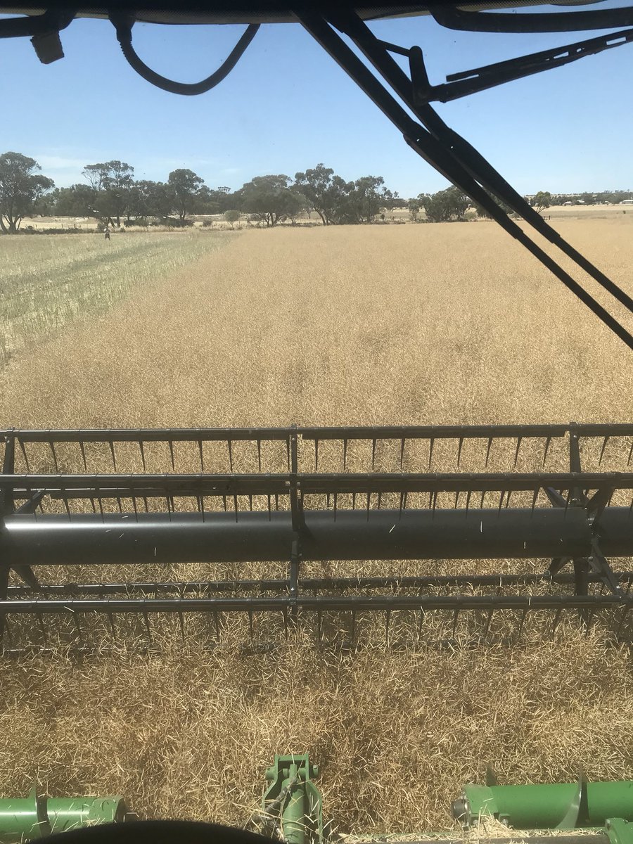 Plenty to like about 44Y27 this year. Makes direct heading a breeze! #PlantPioneer #44Y27 <a href="/Ezzalenko1984/">Erinn McCartney</a>