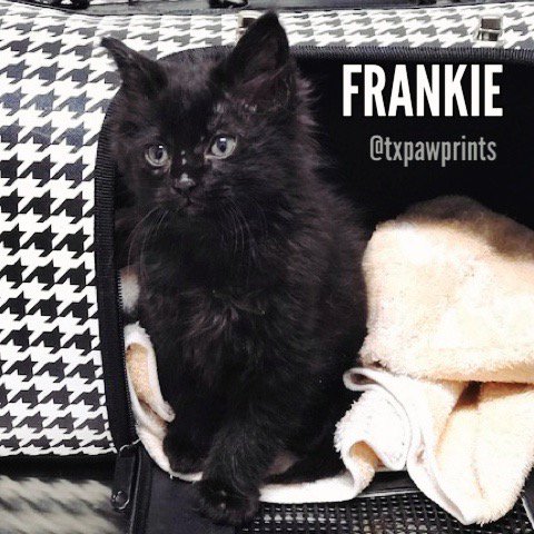 txpawprints's tweet photo. Countdown of 30 reasons to adopt a #blackcat
   
13. "[They] walk in beauty like the night..." --George Gordon Byron

Frankie is currently available for adoption

#blackcatsrule #rescuecat #furbaby #minipanther #dallascats #dfwcats #AdoptDontShop #catsoftwitter #picme https://t.co/kFDw8krOGS