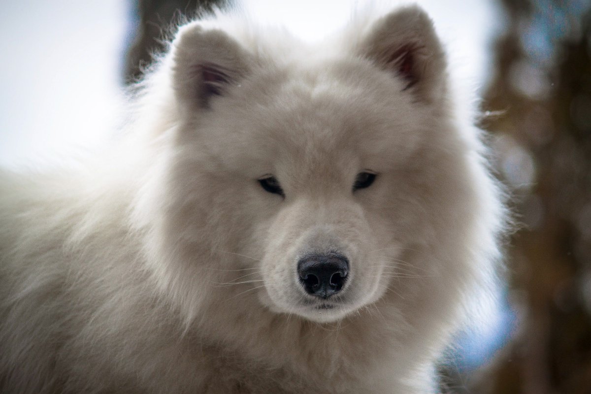 SteelmarkPix's tweet photo. How can you not love this face? When all else fails, #PrincessJasmine can turn that frown upside down #Samoyed #SmilingSammy #Royalty #Family #PetPhotography #BeautifulSoul #dogsoftwitter #Dogs #SamoyedsofInstagram https://t.co/LZsaQ7RbT5
