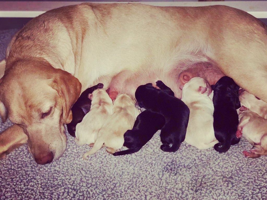 apgundogs's tweet photo. Nahla’s Nine have arrived - ready to terrorize birds, shed antlers and for awhile - unattended shoes and remote controls! #labradorretriever #labsofinstagram #labrador #retriever #labpuppy #gundog #waterdog #shedog https://t.co/Y2rKC3kOkF