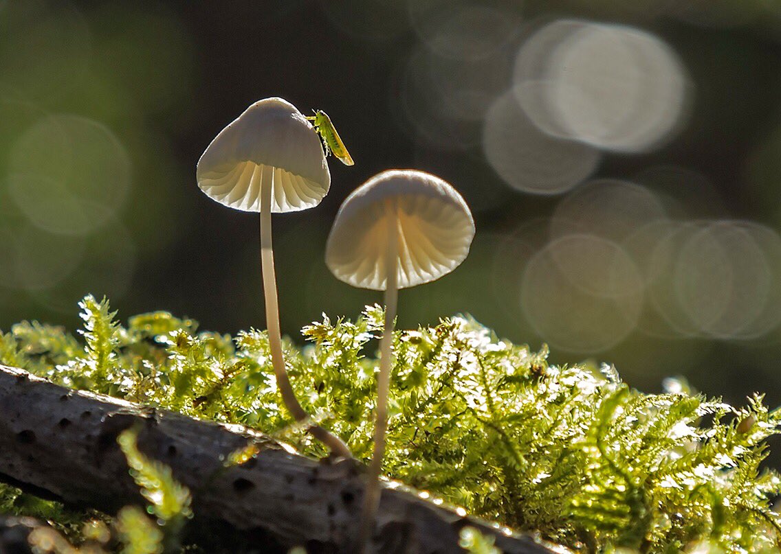 wildlondonpics's tweet photo. Lovely weekend &thankfully despite lots on found some time 2get out &enjoy it #wexmondays #sharemondays2018 #fsprintmonday @londonindphoto @surreylife @KennedysIPA @reigatebanstead #bansteadcommon #fungi #nature #wildaboutbooks @timeandleisure https://t.co/HGoYujIDo8