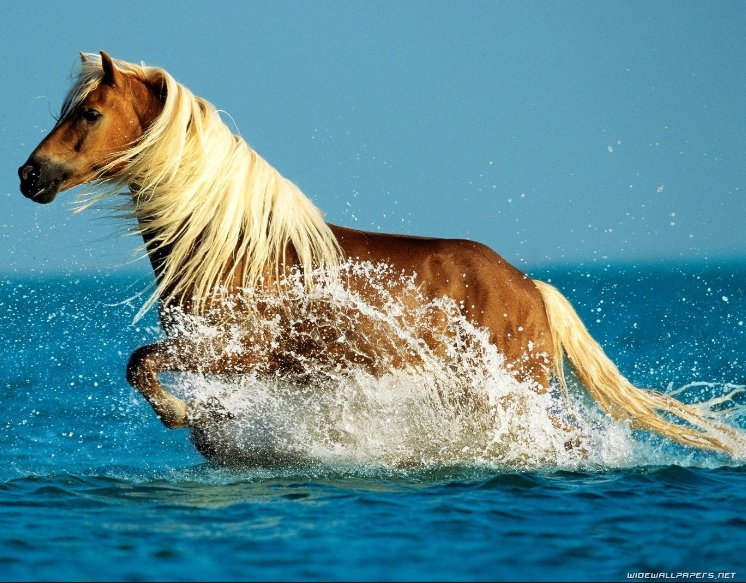 acupfulofhappy's tweet photo. 🐴💛🐴💛
What a stunning horse!
#animalpictures #animalsinnature #horse #horses #prettyanimals #mothernature #thegreatoutdoors #ilovenature #thegoodnewscafe https://t.co/FAT7pY1zHy
