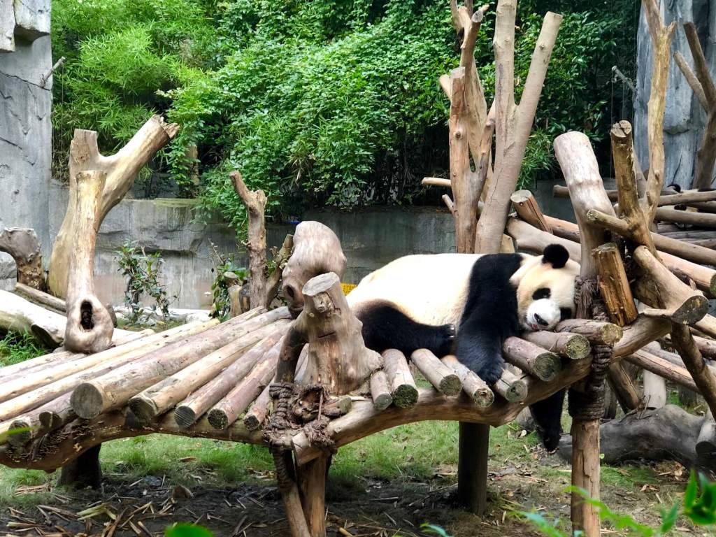 Downbubblecom's tweet photo. 2 Day Chengdu Itinerary https://t.co/vL0PDFlofP https://t.co/HesVU28m1A