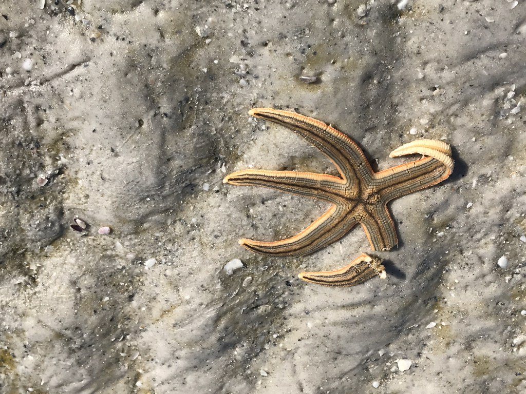 rdco11's tweet photo. Sad Starfish https://t.co/sB2UlrMh5b https://t.co/kR1potYo5n