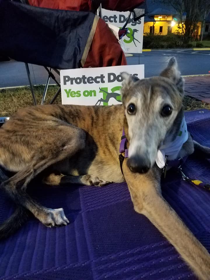 Rescues far and wide signing up to give Florida greyhounds a second chance. Hooray! g2kww.org/2S3ER7F