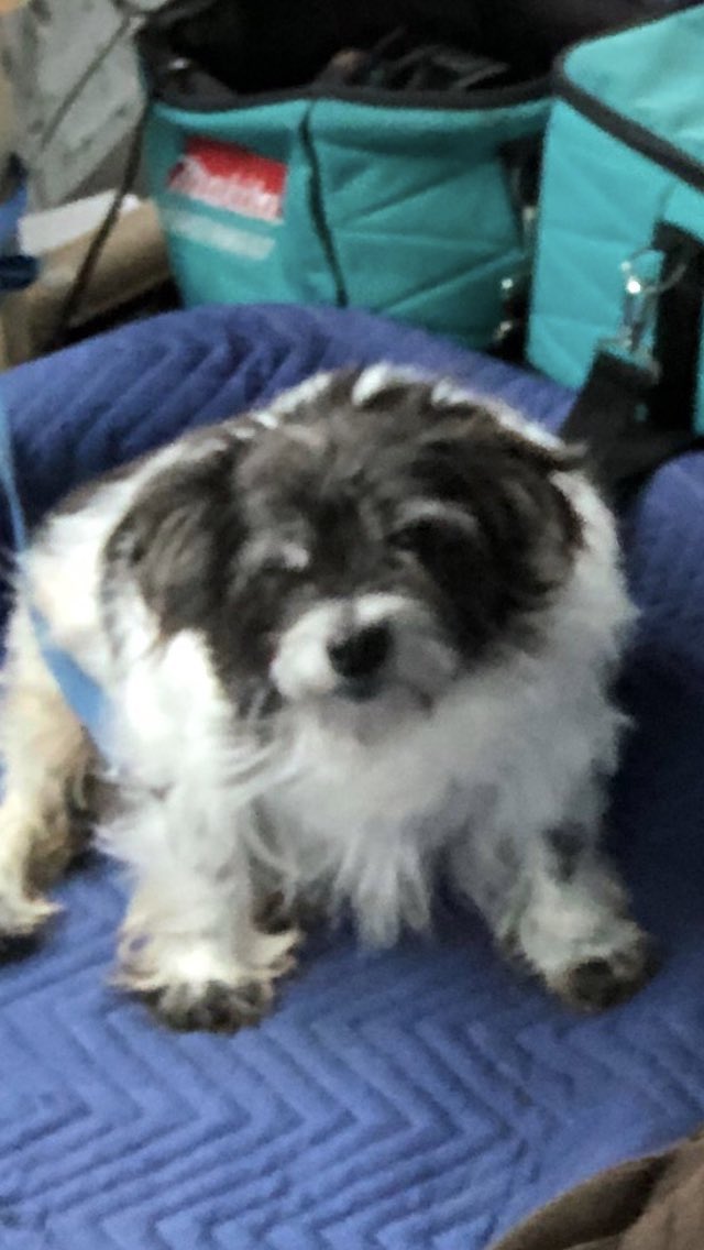 KyserWeih's tweet photo. You might not have been the cutest dog. You might have had the loudest bark. And people probably thought you were annoying. But you are the dog people will remeber. You were my dog. I love you and will miss you dearly. RIP Raisin. 11-15-18 https://t.co/L1bR3kSkIH