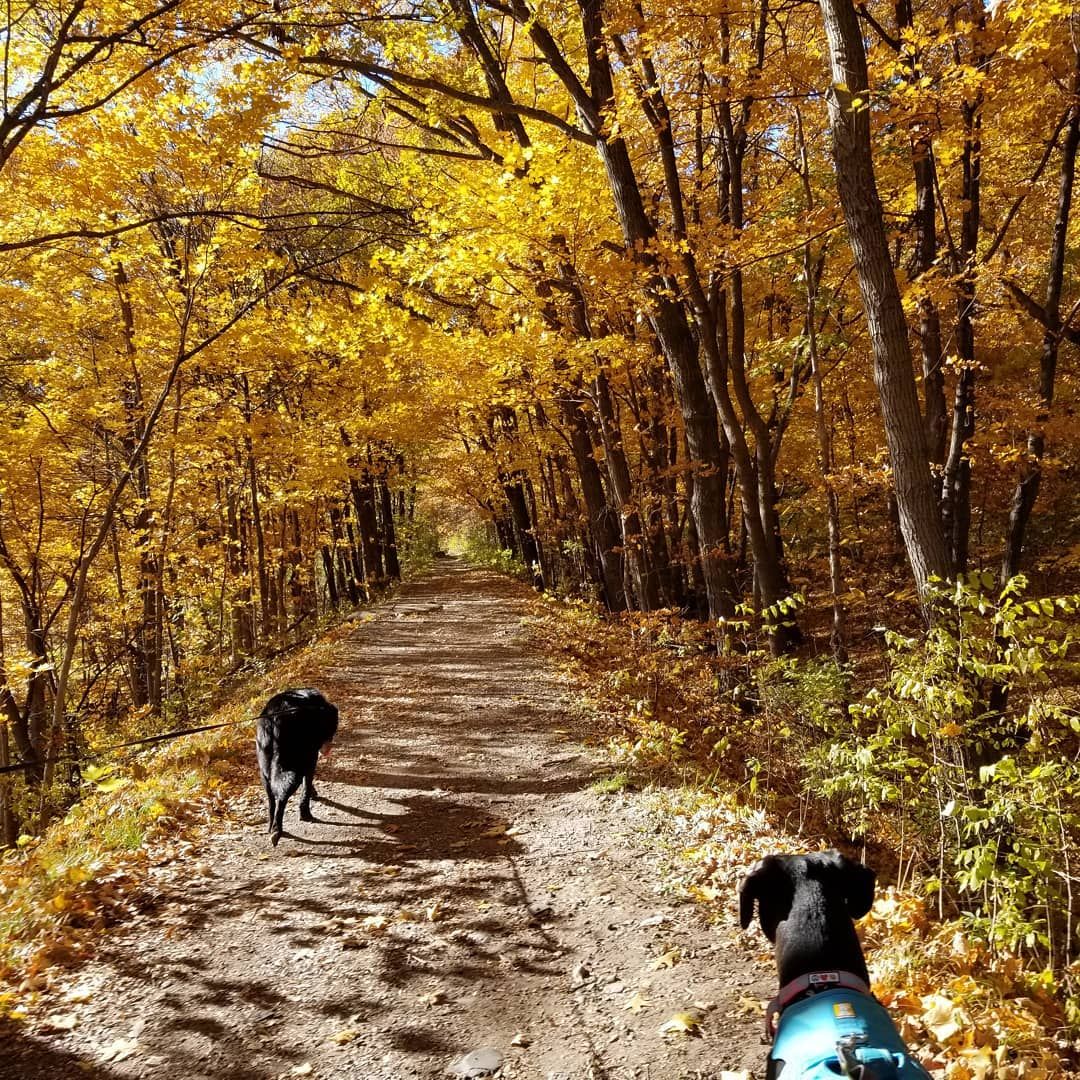 paws_intrepid's tweet photo. These fall leaves have dropped and faded by now. The whites and browns and quiet greens of winter have arrived. Do you miss #fall already?
https://t.co/SbSefTuQRh
#hikingwithdogs #MinnesotaStateParks #InterstateStatePark #DogFriends https://t.co/S9TCbIAsv0